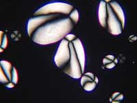 Starch grains of potato viewed in cross-polarized light