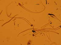 Phytoliths of paper mulberry