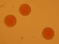 Pollen grains of sweet potato